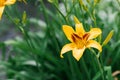 Beautiful yellow daylily flower in summer in the garden. Copy space Royalty Free Stock Photo