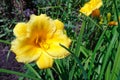 Beautiful yellow daylily flower in summer garden Royalty Free Stock Photo