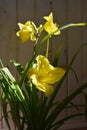 Beautiful yellow daylily flowers grow in small garden on wooden balcony. Hemerocallis flower Royalty Free Stock Photo