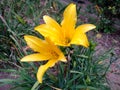 Beautiful yellow Daylily Hemerocallis flower blossoming in the garden Royalty Free Stock Photo