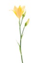 Beautiful yellow daylily Royalty Free Stock Photo
