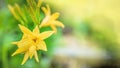 Beautiful yellow delicate lilies on a flower bed in the garden. Beautiful floral background for the designer. Copy space Royalty Free Stock Photo