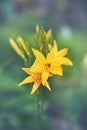 Beautiful yellow delicate lilies on a flower bed in the garden. Beautiful floral background for the designer. Copy space Royalty Free Stock Photo