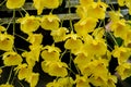 Beautiful yellow dendrobium lindleyi orchid flowers closeup