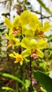 Beautiful yellow Dendrobium orchids are blooming in a nature tourism park. Beauty of nature. Royalty Free Stock Photo