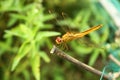 A beautiful Yellow Dragonfly in a green garden