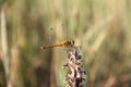 Beautiful yellow dragonfly sitting on dry stem of meadow plant. Close up of insect in sunny summer day. Royalty Free Stock Photo