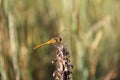 Beautiful yellow dragonfly sitting on dry stem of meadow plant. Close up of insect in sunny summer day. Royalty Free Stock Photo