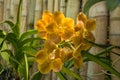 Beautiful yellow dull orchid flowers in the tropical garden Royalty Free Stock Photo