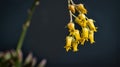 Beautiful yellow echeveria sagitta succulent flowers with black background