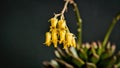 Beautiful yellow echeveria sagitta succulent flowers with black background