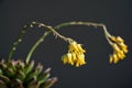 Beautiful yellow echeveria sagitta succulent flowers with black background