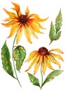 Beautiful yellow echinacea flower coneflower in full bloom on a green stem with leaves. Botanical set.