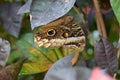 Beautiful yellow-edged giant owl butterfly on plant outdoors, closeup Royalty Free Stock Photo