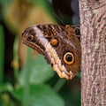 .Yellow-edged Giant Owl Butterfly on a stem