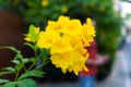 Beautiful Yellow Elder Flower Trumpetbush tecoma stans at Bangkok, Thailand Royalty Free Stock Photo