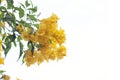 Beautiful Yellow elder, Trumpetbush, Trumpetflower on white background. Royalty Free Stock Photo