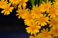 Beautiful yellow Eriophyllum flowers, macro shot Royalty Free Stock Photo