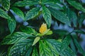 Beautiful yellow exotic flower in a greenhouse