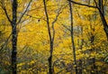 Beautiful yellow fall leaves in Pisgah Forest
