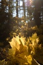 Beautiful yellow fallen autumn maple leaves in sunlight. autumn forest. autumn natural landscape Royalty Free Stock Photo