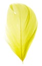 A beautiful yellow feather on a white background