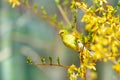 Yellow goldfinch bird perched on yellow flowers Royalty Free Stock Photo