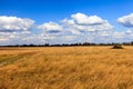 Beautiful yellow field and clouds sky