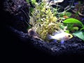 Beautiful Yellow Fish Aquascaping Design