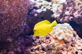 Yellow Fish Royalty Free Stock Photo