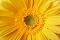 Beautiful yellow flower Royalty Free Stock Photo