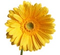 Beautiful yellow flower Royalty Free Stock Photo