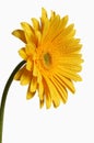 Beautiful yellow flower Royalty Free Stock Photo