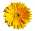 Beautiful yellow flower Royalty Free Stock Photo