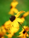 Beautiful yellow flower