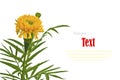 Beautiful yellow flower (African marigolds, Tagetes) isolated