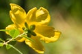 Beautiful yellow flower back view in sunlight and blurred green natural background Royalty Free Stock Photo