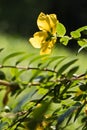 Beautiful yellow flower back view in sunlight and blurred green natural background meadow isolated Royalty Free Stock Photo