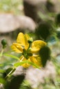 Beautiful yellow flower back view in sunlight and blurred green natural background Royalty Free Stock Photo