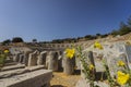 Beautiful yellow flower on the background of the old amphitheater in Bodrum, Turkey Royalty Free Stock Photo