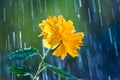 Beautiful yellow flower on a background of rain drops Royalty Free Stock Photo