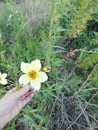 Beautiful yellow flower