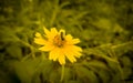 Beautiful yellow flower