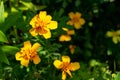 Beautiful yellow flower bed flowers marigolds. Natural flower background. Tagetes Royalty Free Stock Photo