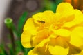 A really beautiful yellow flower Royalty Free Stock Photo
