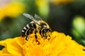 Beautiful yellow flower with bee in the summer garden