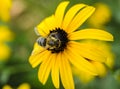 Beautiful yellow flower with bee in the summer garden