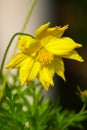 a beautiful yellow flower belonging to the neighbor