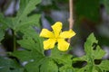Yellow flower of bitter gourd blooming in the vegetable garden Royalty Free Stock Photo