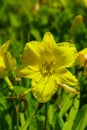 A beautiful yellow flower in bloom.